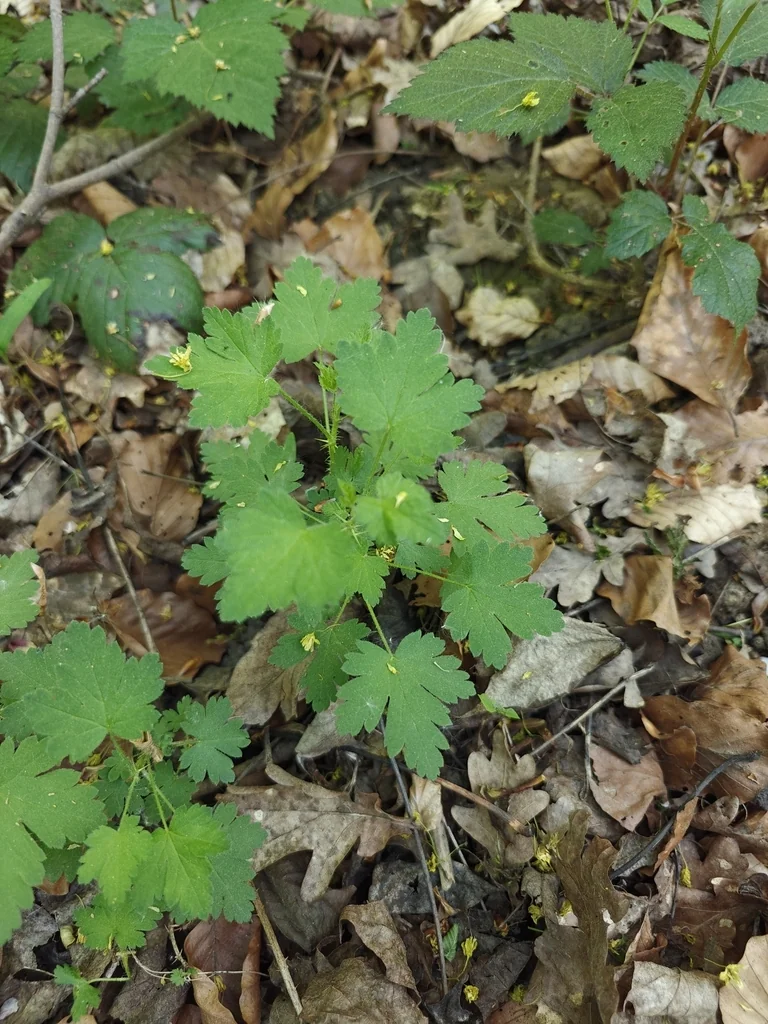 Ribes Uva-Crispa
