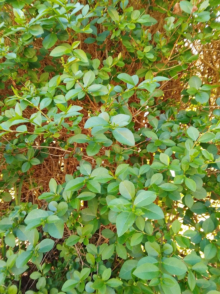 Ligustrum Ovalifolium