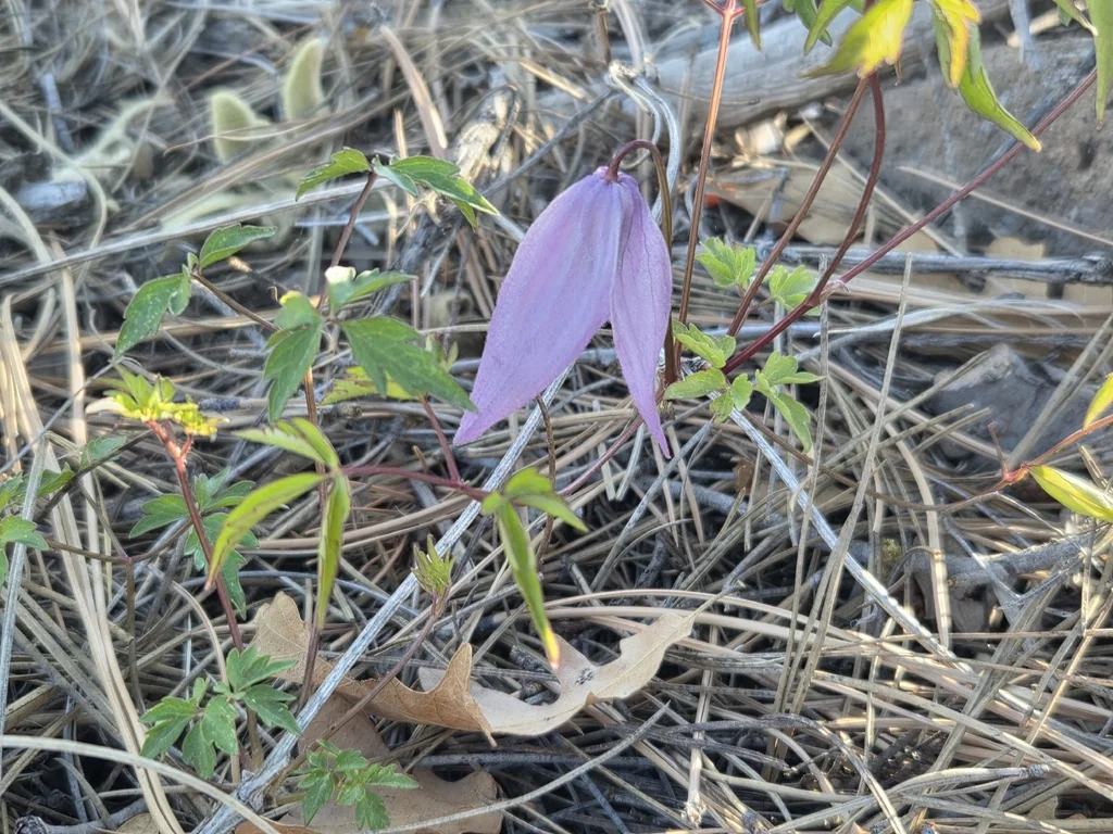 Clematis Columbiana