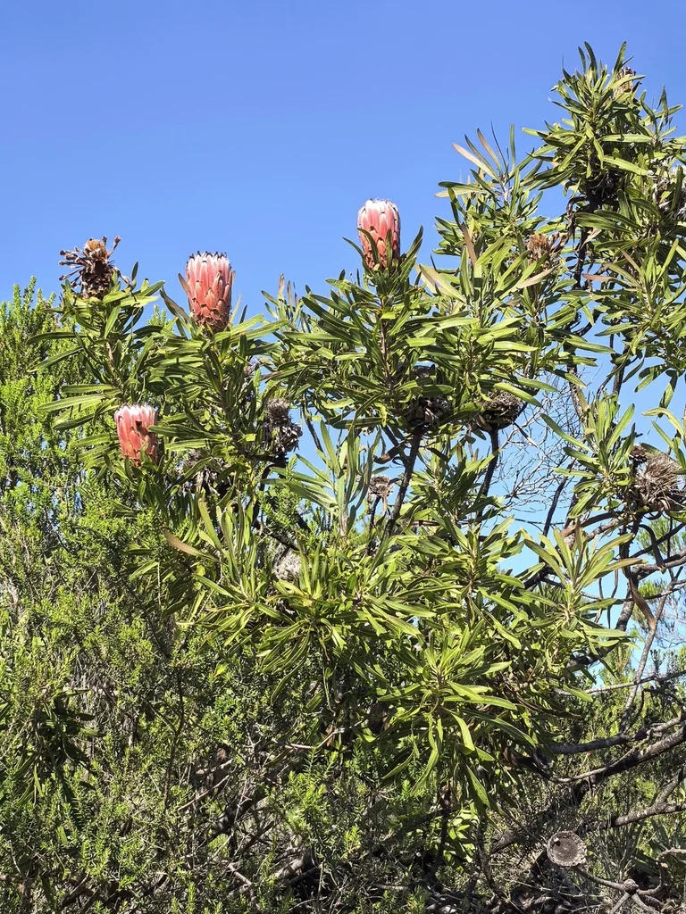 Protea Neriifolia