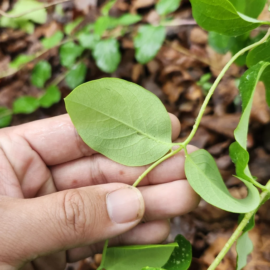 Lonicera Sempervirens