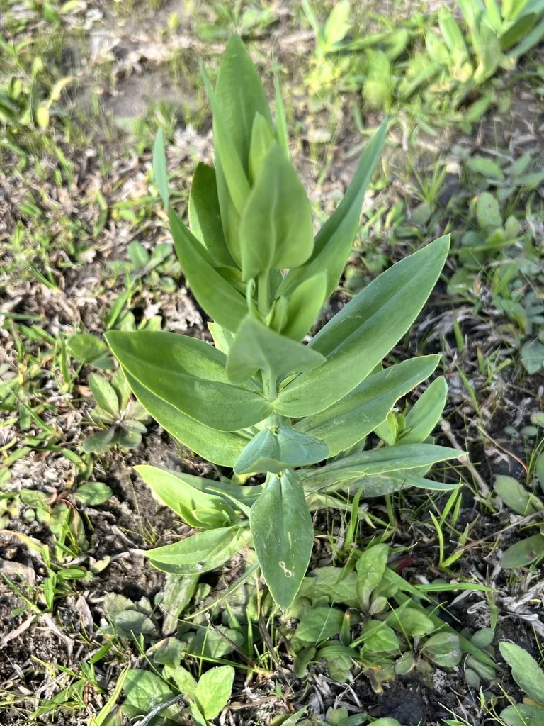 Eustoma Grandiflorum