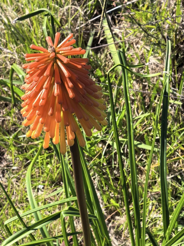 Kniphofia Uvaria