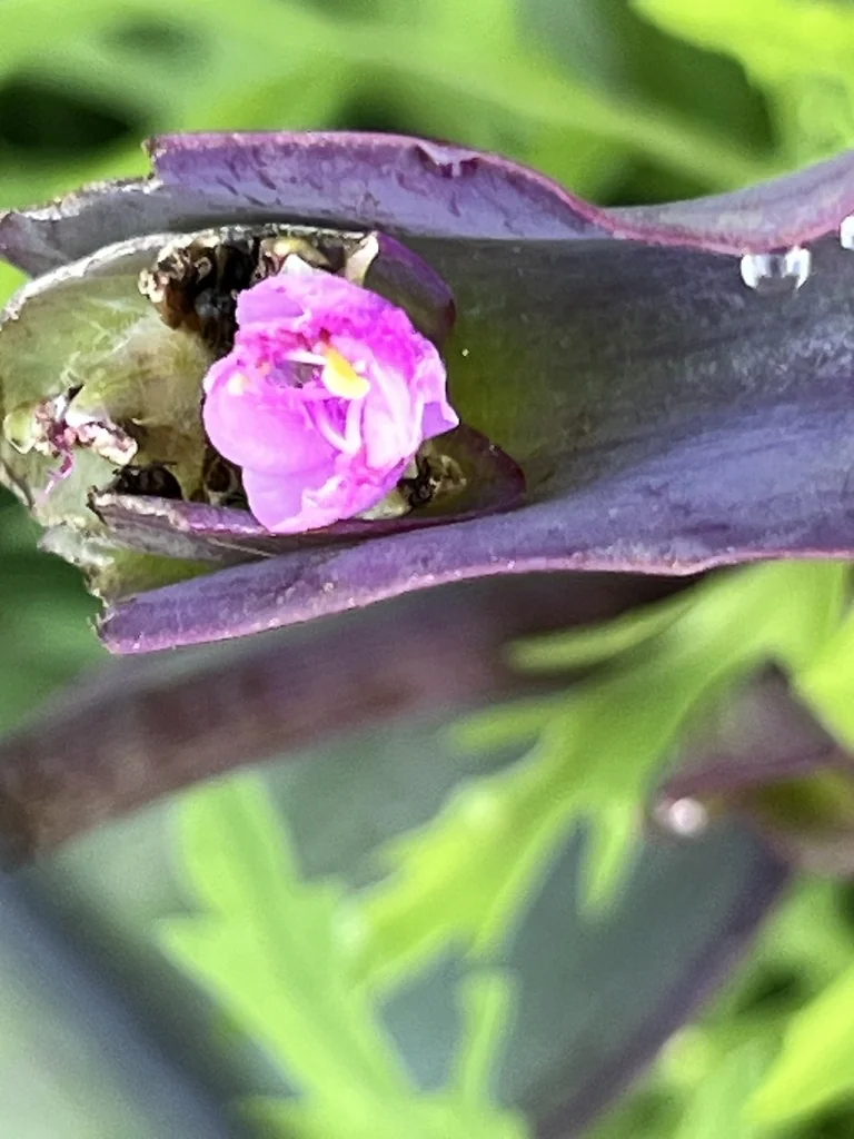 Tradescantia pallida