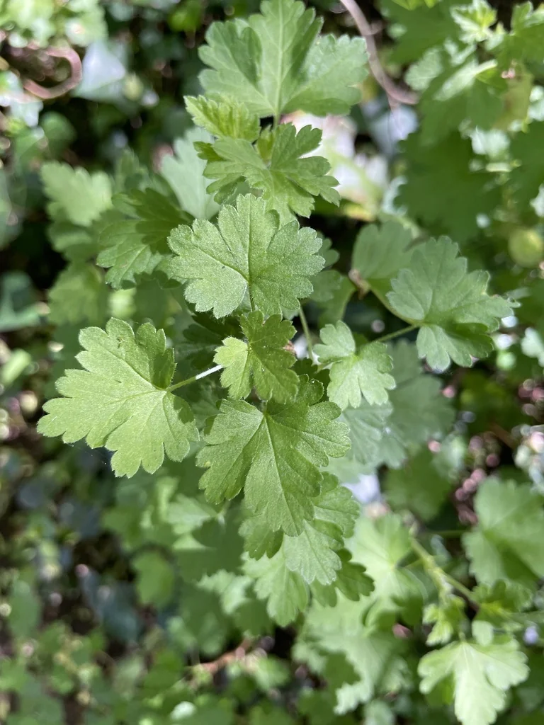 Ribes Uva-Crispa