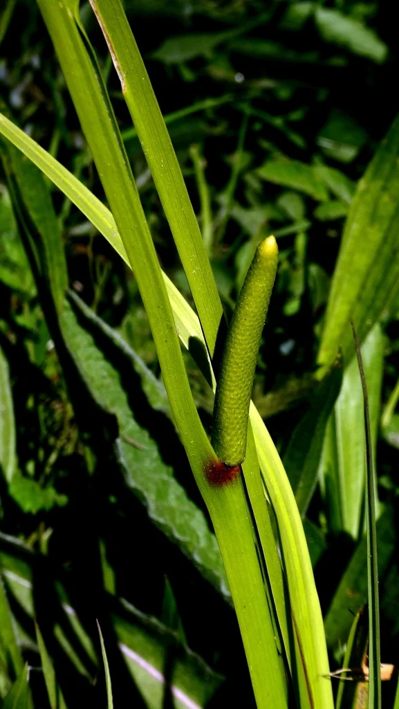 Acorus Calamus