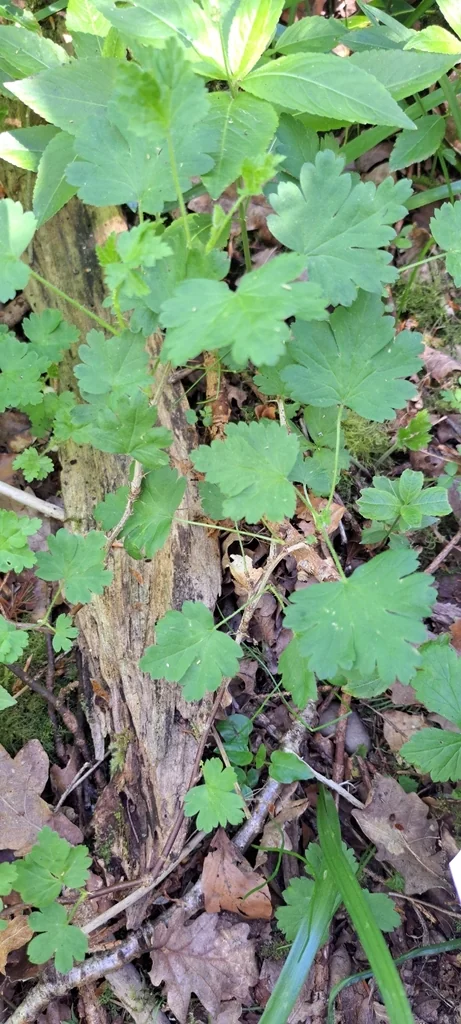 Ribes Uva-Crispa