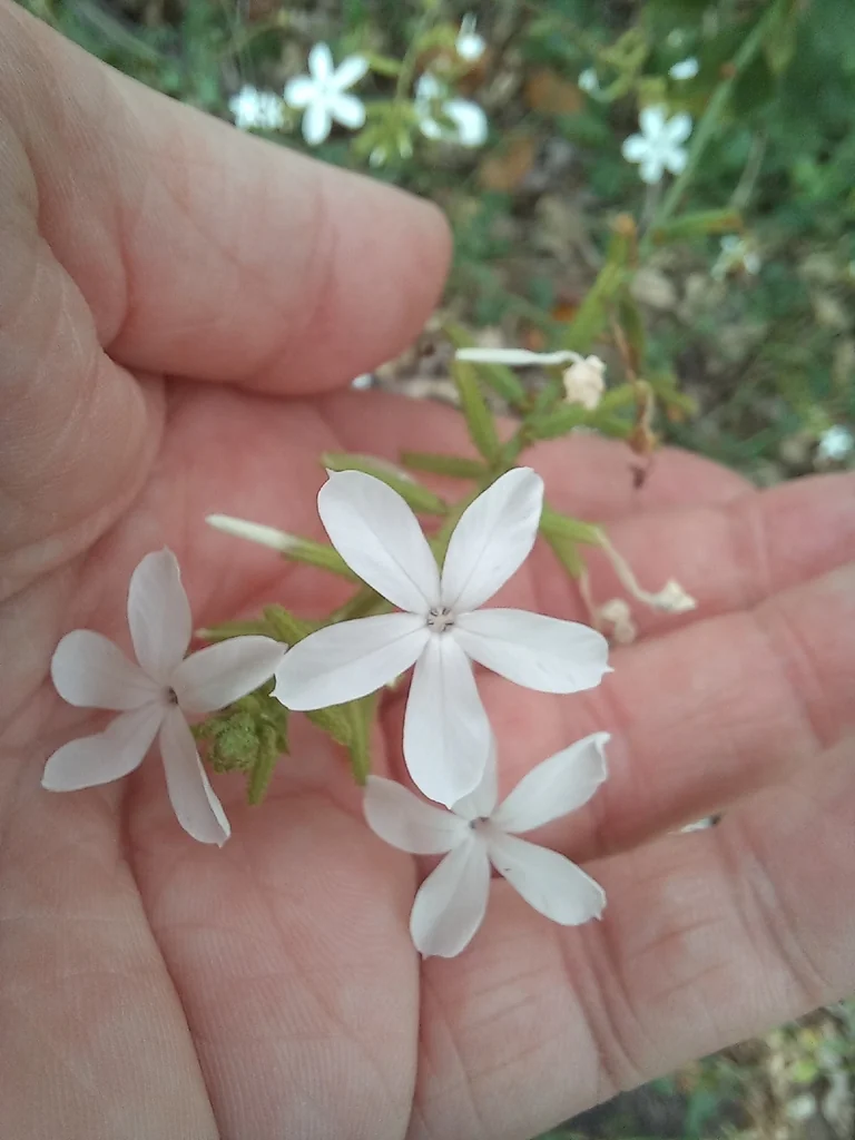 Plumbago Scandens