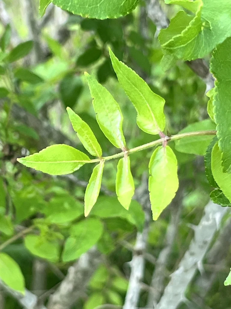 Zanthoxylum Clava-Herculis