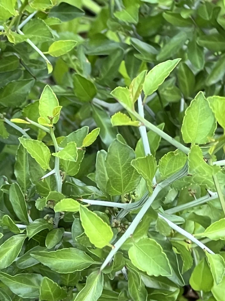 Ziziphus Obtusifolia