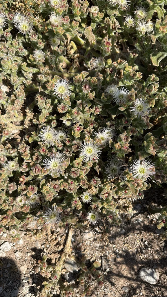 Mesembryanthemum Crystallinum