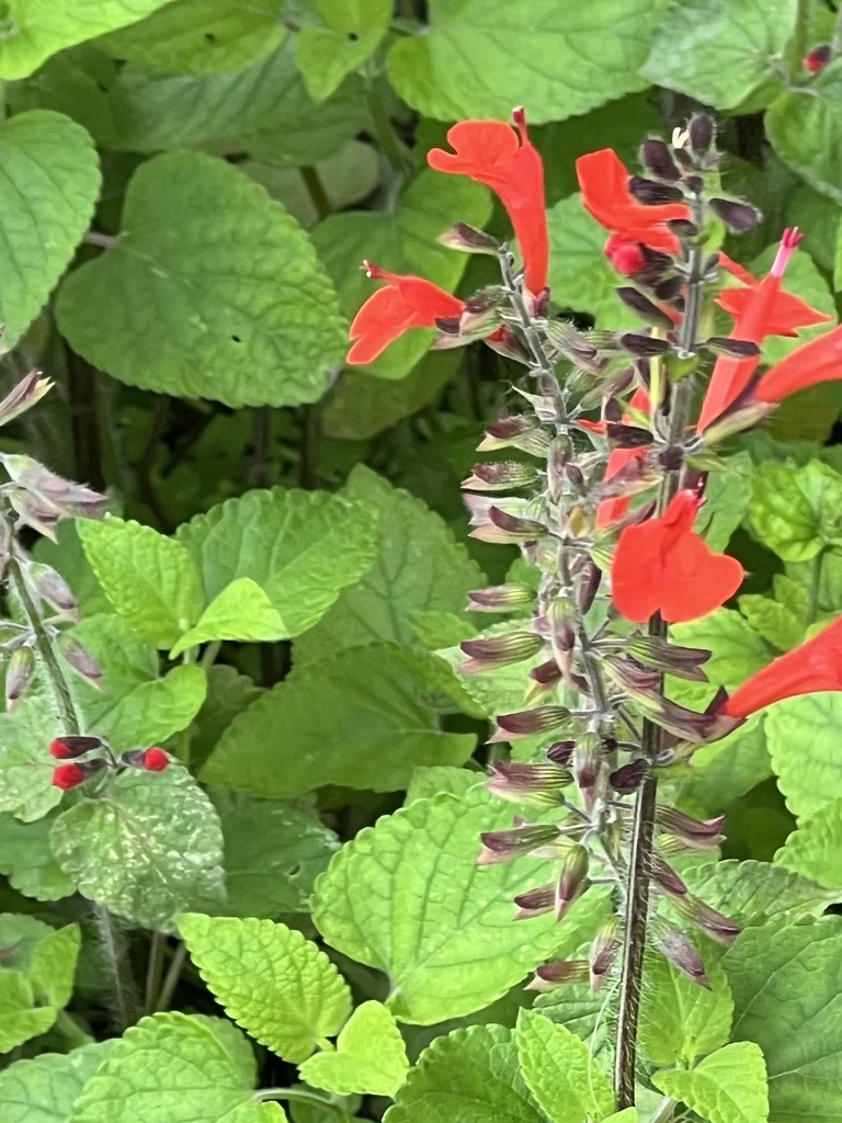 Salvia coccinea