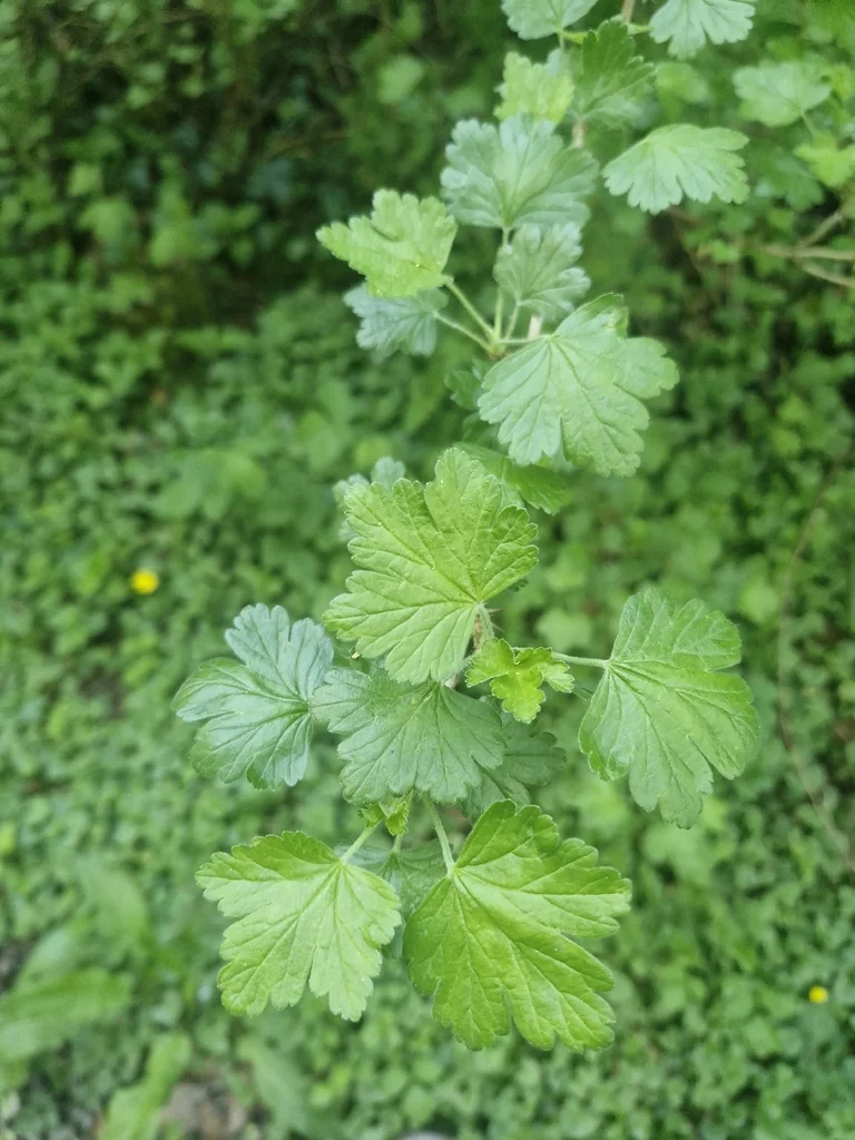 Ribes Uva-Crispa