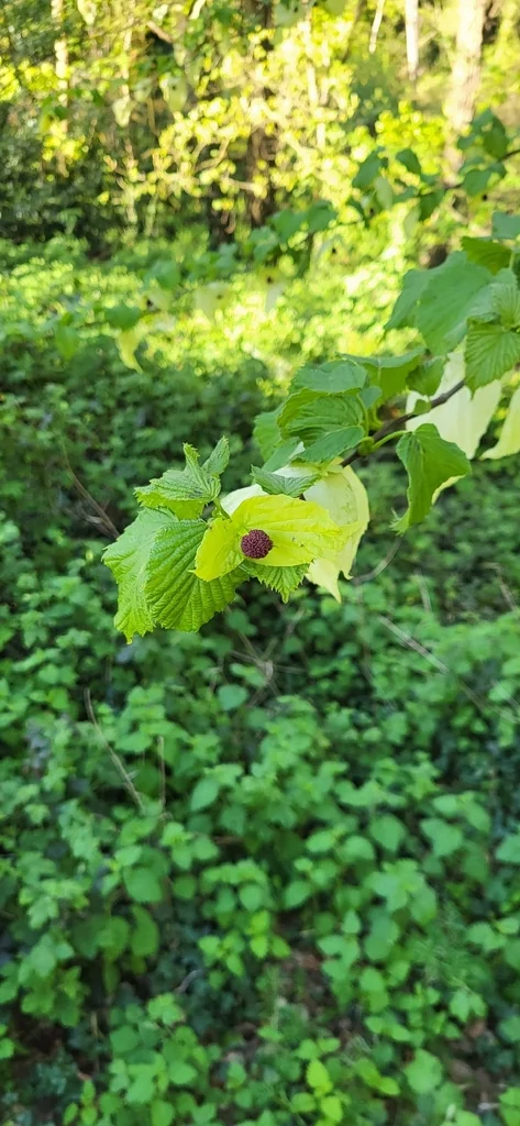 Davidia Involucrata
