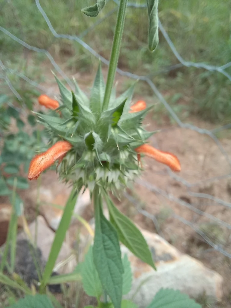 Leonotis Nepetifolia