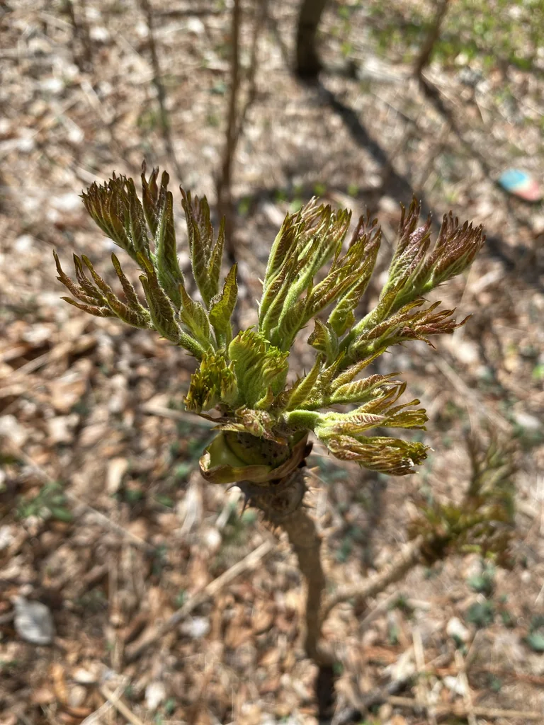 Aralia Elata