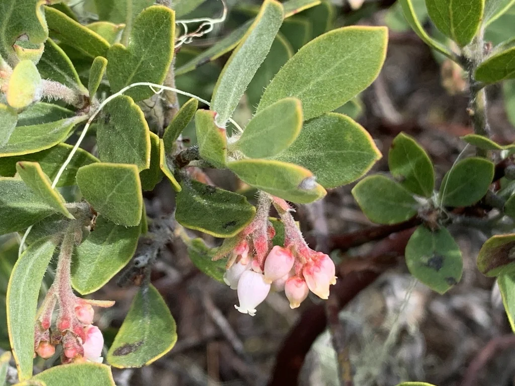 Arctostaphylos Columbiana