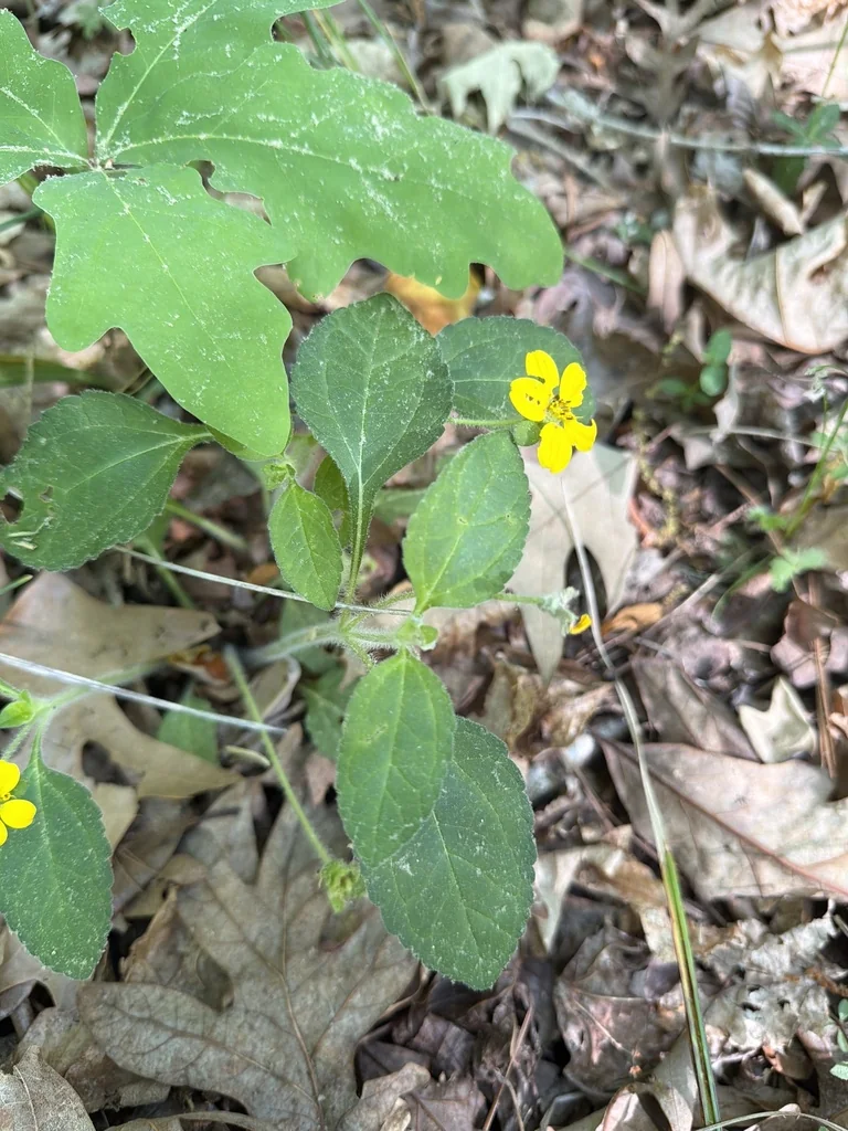 Chrysogonum Virginianum