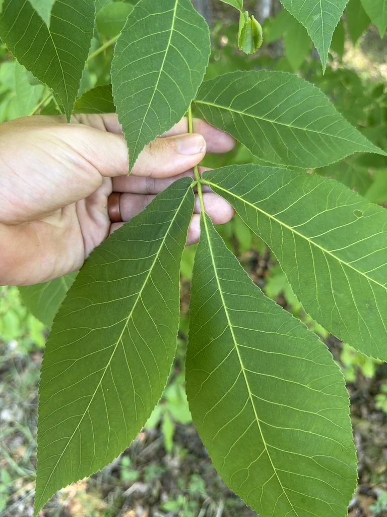 Carya Glabra