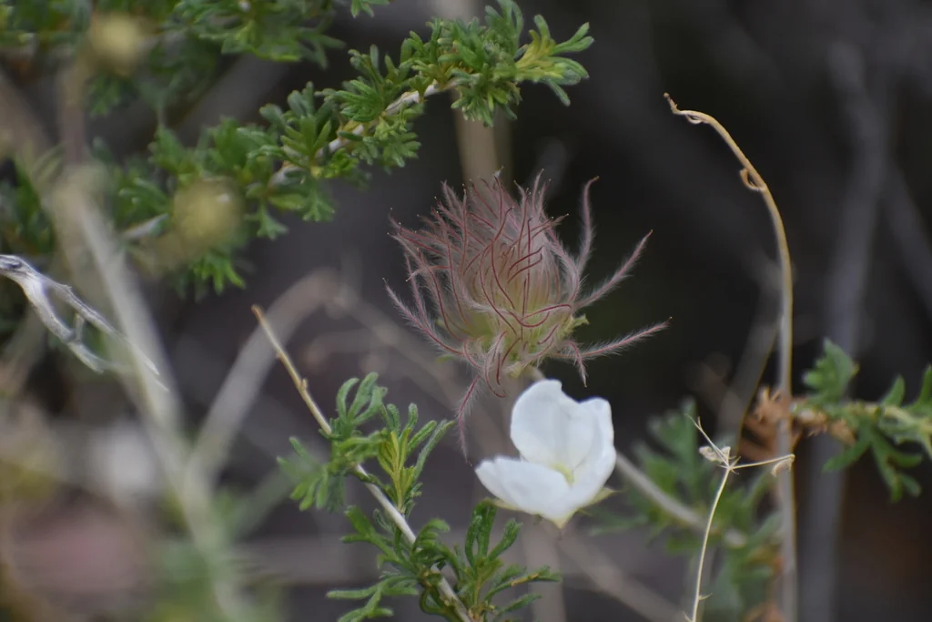 Fallugia Paradoxa