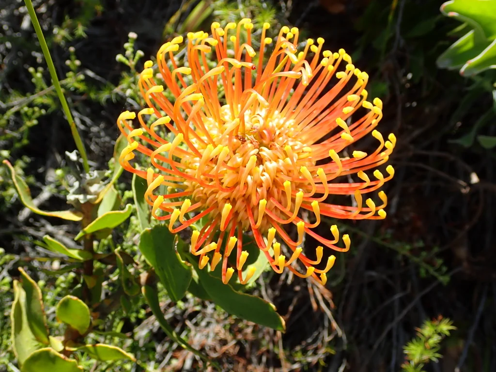 Leucospermum Cordifolium