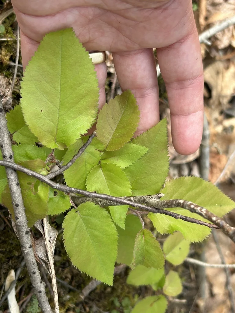 Amelanchier Arborea