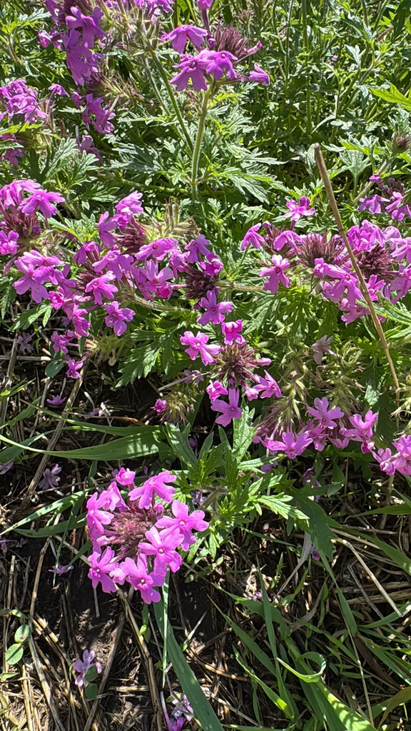 Verbena Canadensis
