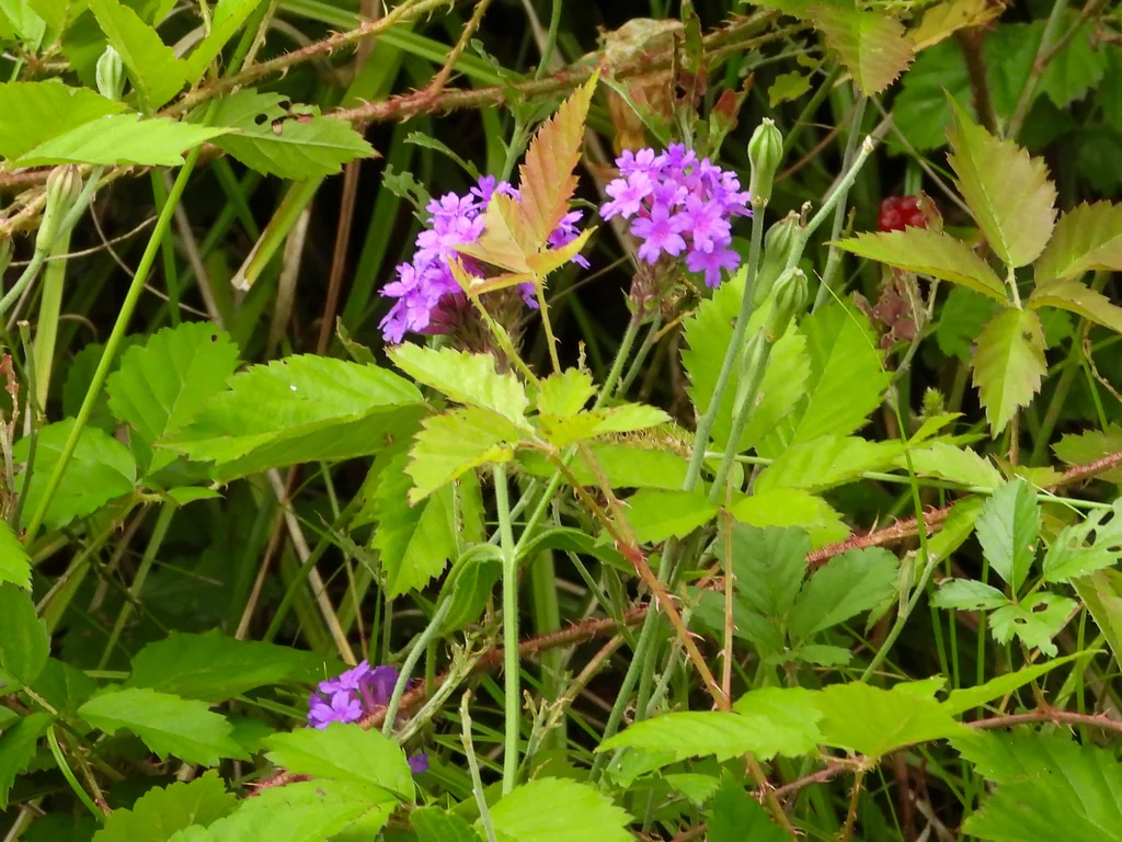 Verbena Rigida