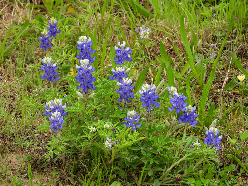 Lupinus Texensis