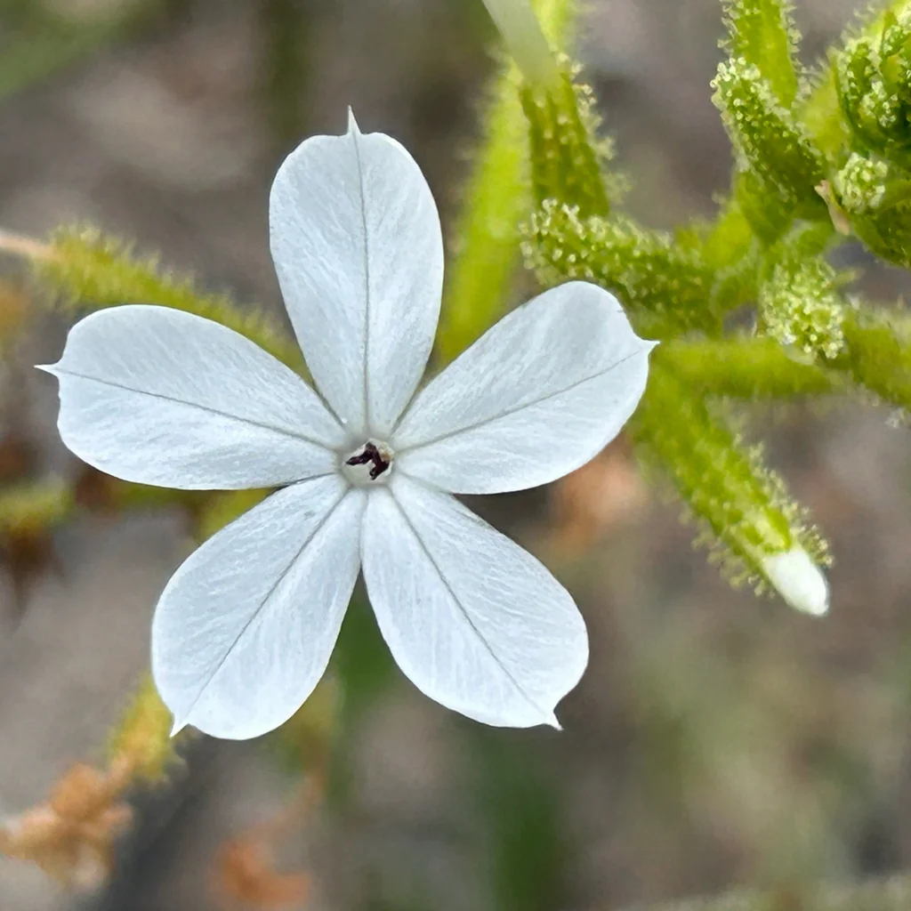 Plumbago Scandens