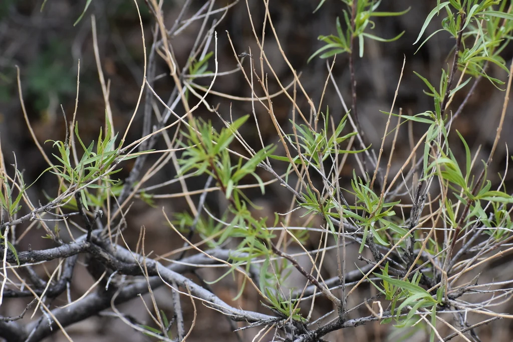 Chilopsis Linearis