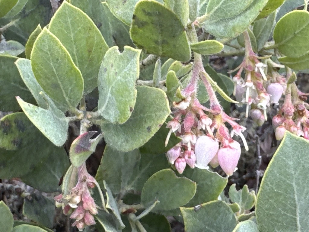 Arctostaphylos Columbiana