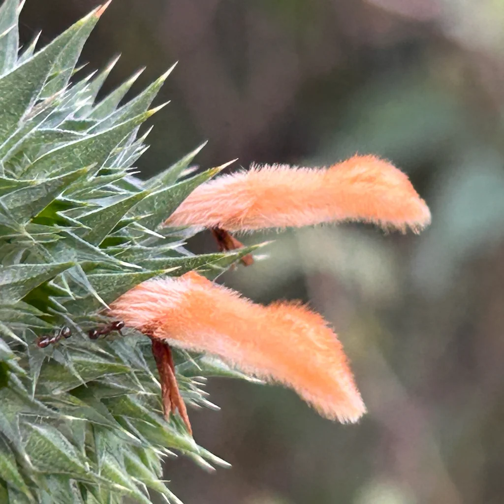 Leonotis Nepetifolia
