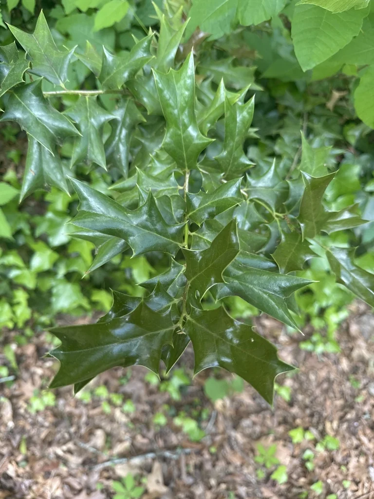 Ilex Cornuta