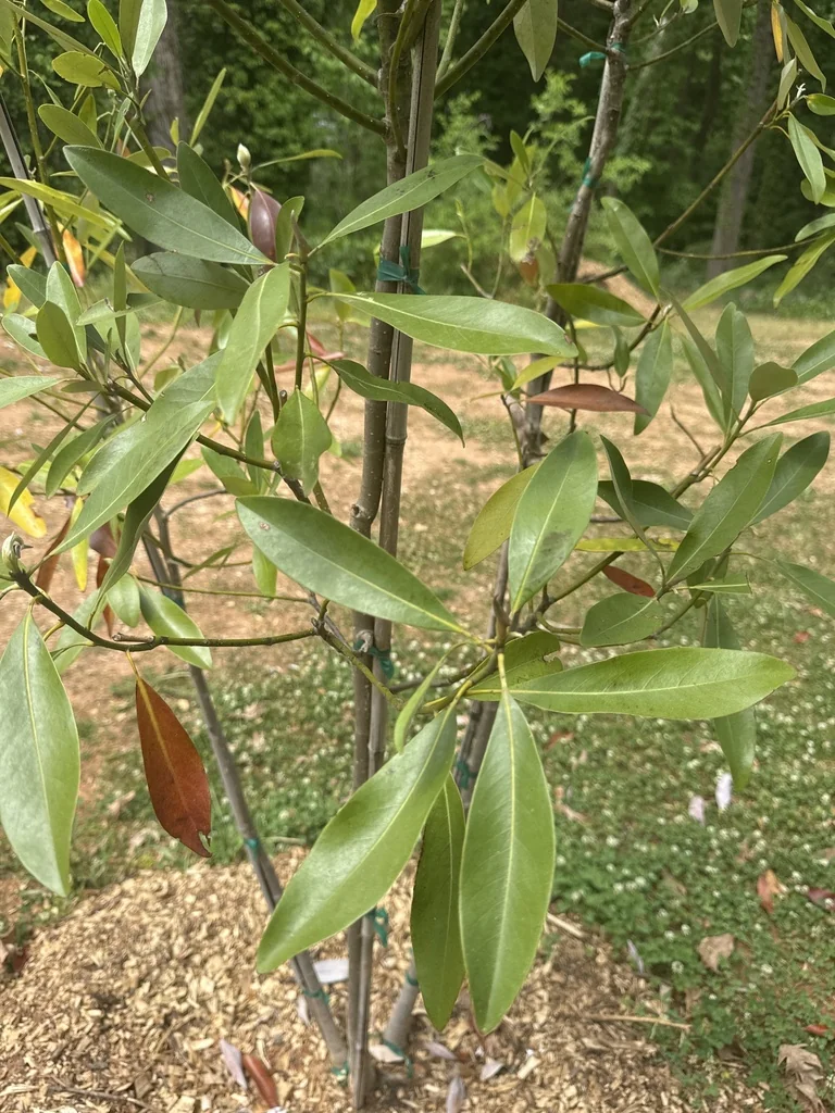 Magnolia Virginiana