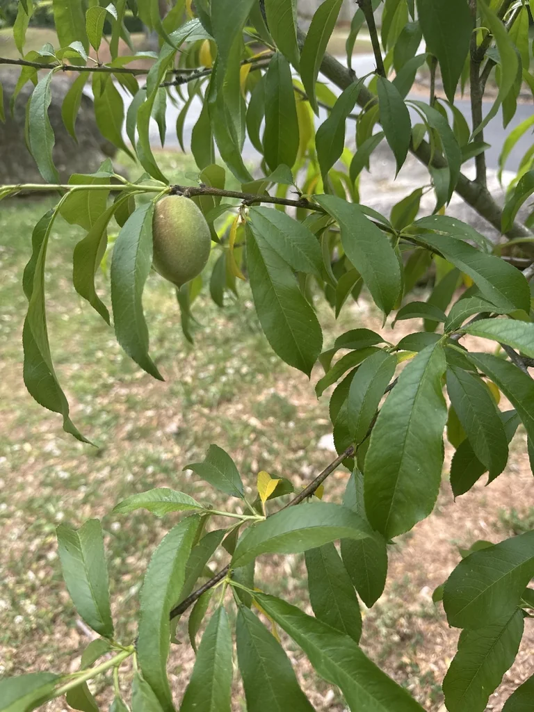 Prunus Persica
