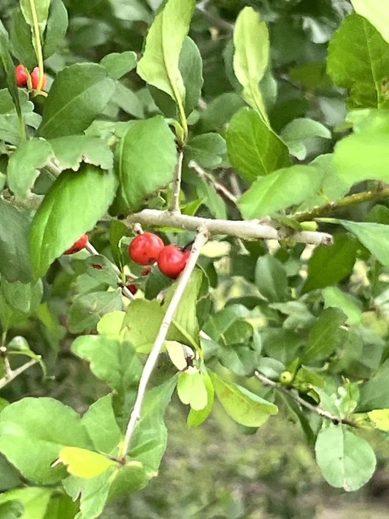 Ilex Decidua