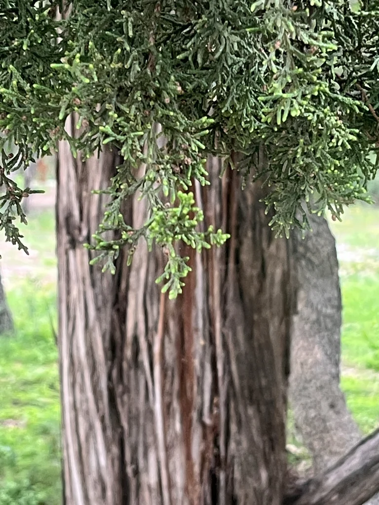 Juniperus Ashei