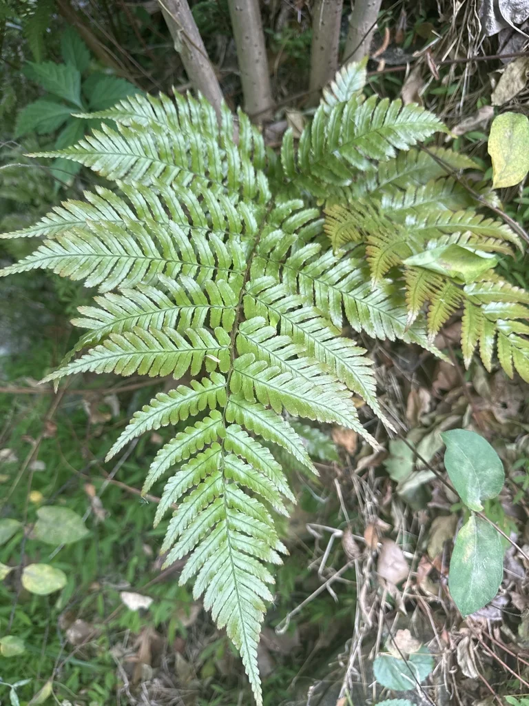 Dryopteris erythrosora