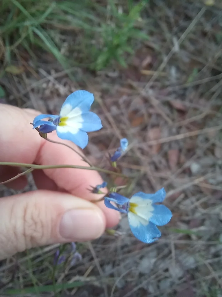 Lobelia erinus