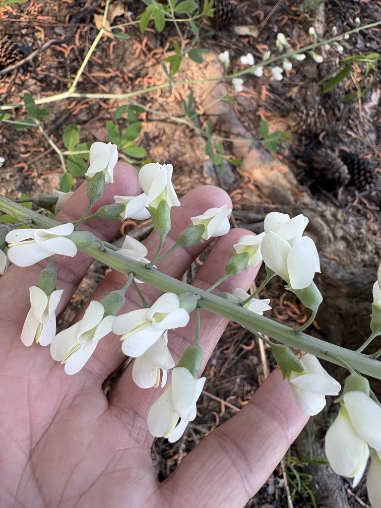 Baptisia Alba