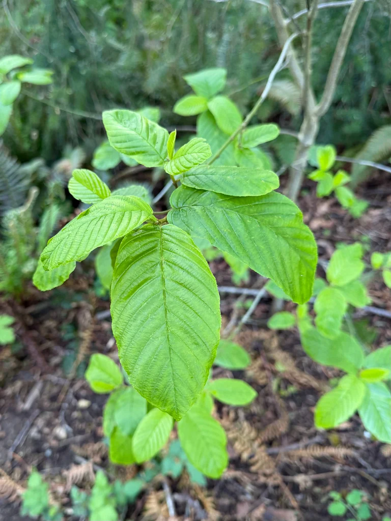 Frangula Purshiana