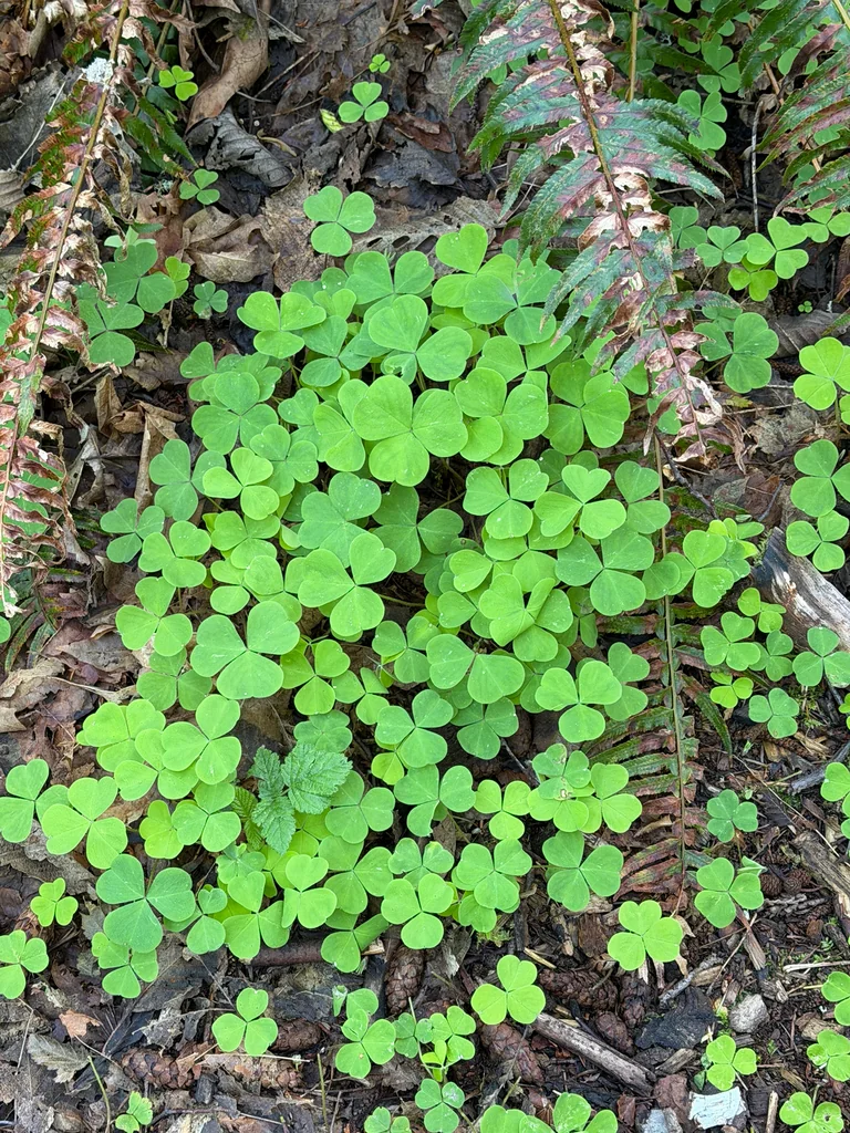 Oxalis Oregana