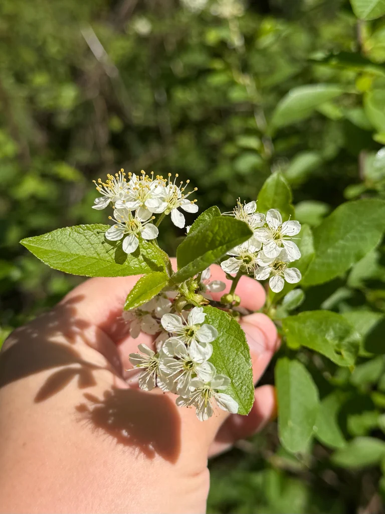 Prunus Emarginata