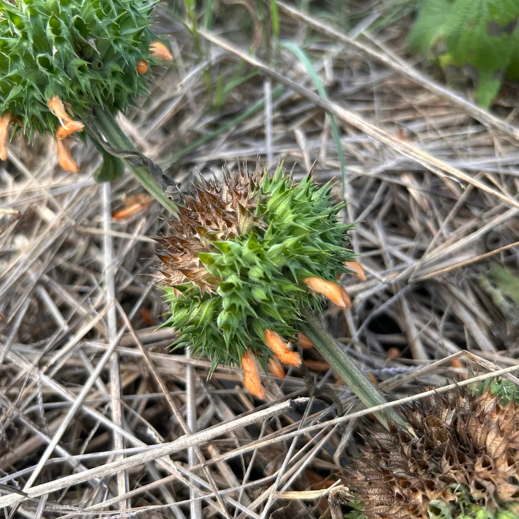 Leonotis Nepetifolia