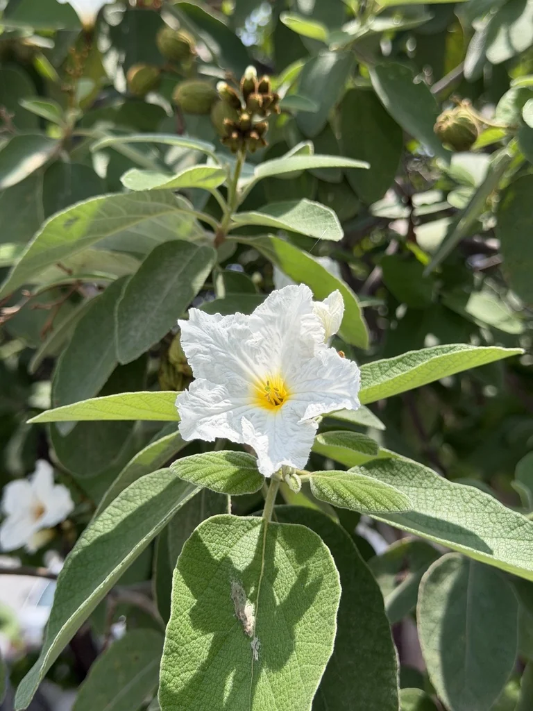 Cordia Boissieri