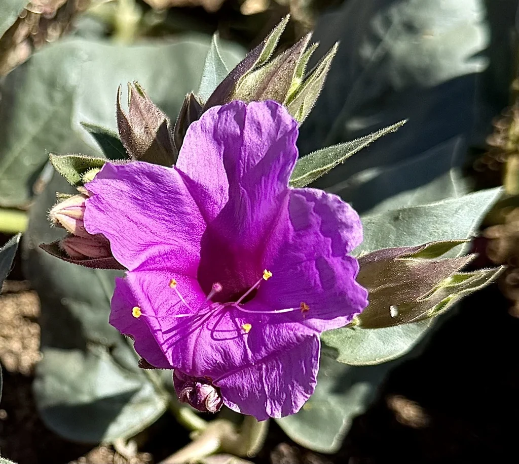 Mirabilis Multiflora