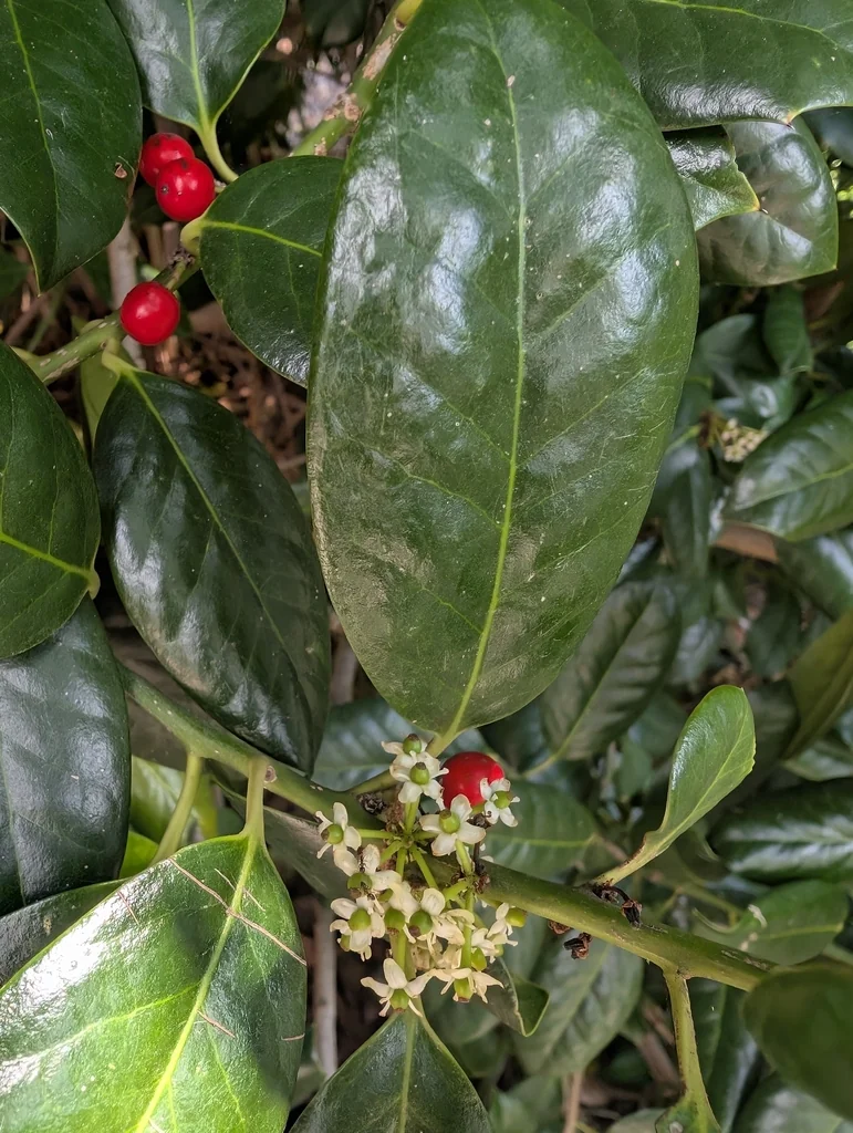 Ilex Cornuta