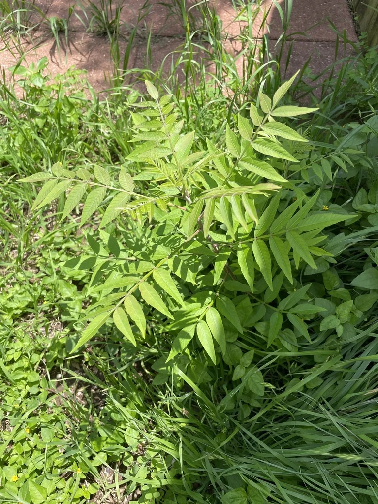 Rhus Lanceolata