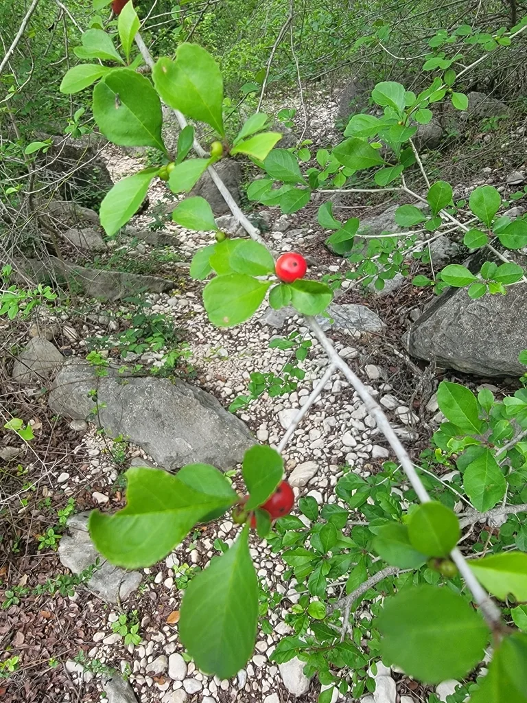 Ilex Decidua